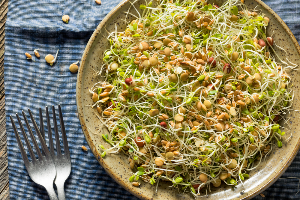 Sprouted bean and alfalfa salad