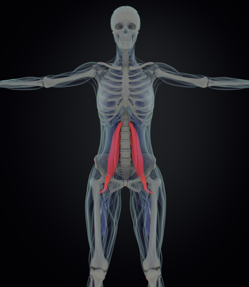 The Role of the Psoas Muscle in Lower Back Pain